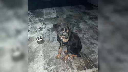 Man accused of abandoning dog on roof of Bed-Stuy, Brooklyn building without food, water