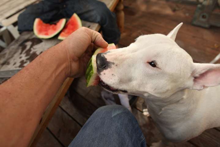 10 Best Raw Dog Food Brands for Bull Terriers