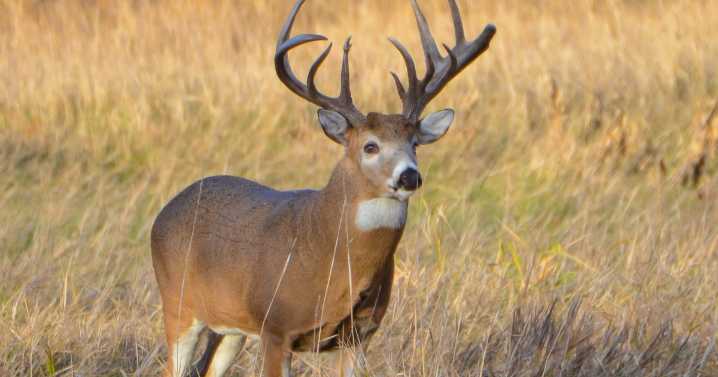 Watch out for deer! THP warns drivers to keep an eye out as deer season sets in