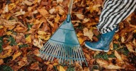 'Innocent' autumn gardening mistakes that can land you with a fine