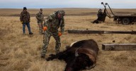 Tribus que restauraron poblaciones de bisontes sacrifican algunos por cierre de gobierno de EEUU