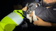 Rescatan a 'Oti', cachorrito atrapado y asustado tras explosión por pirotecnia en Pesquería, Nuevo León