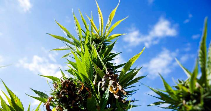 ‘It would all go away’: Iowa hemp retailers ‘frustrated’ by new law restricting products