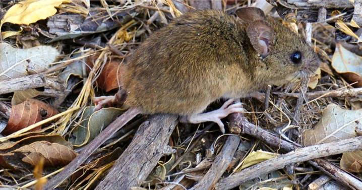Murió un hombre de 43 años por hantavirus en Bariloche este sábado: hay dos personas aisladas