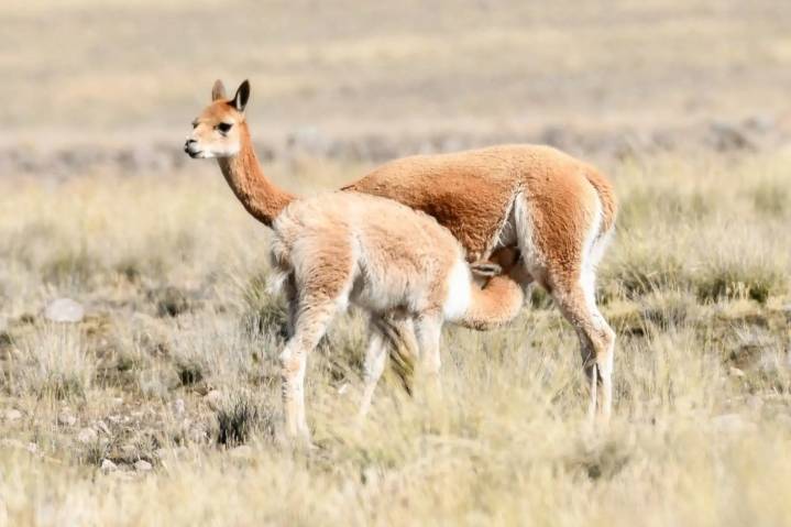 ¡Récord histórico! Hay más de 40,700 vicuñas en áreas naturales protegidas por el Estado