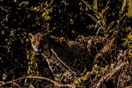 “No sé quién se asustó más, si él por verme o yo”: Ciclista narra encuentro con un jaguar en Tizimín