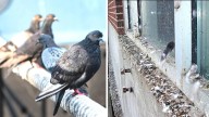 Experiencing Distress because of Pigeons Nesting and Droppings: 5 Natural Solutions to Keep Pigeons Away from Your Balcony Without Harm