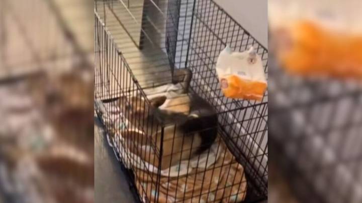 Washington Woman’s Kitchen Mystery Deepens As Dishwasher Chaos Points To An Unexpected Suspect