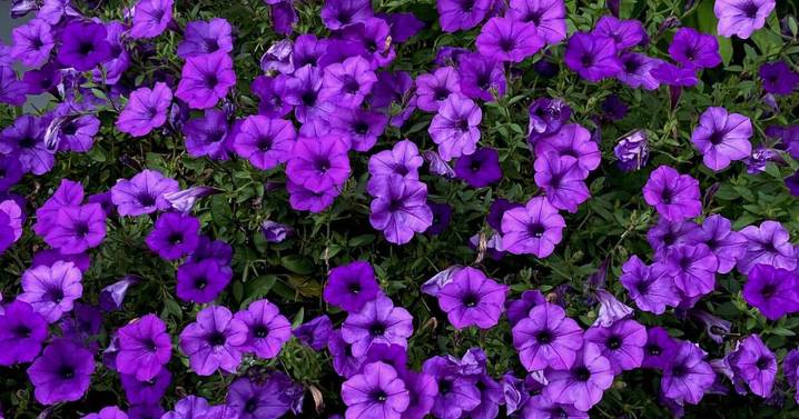 On Gardening: Supertunia Mini Vista Indigo captures a super honor