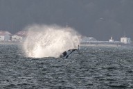 Rare orca superpod comes to Seattle