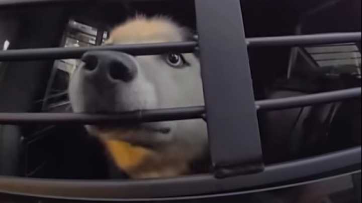 Friendly dog returned to owner after being missing for 7 years when he hopped into Fla. cop’s car