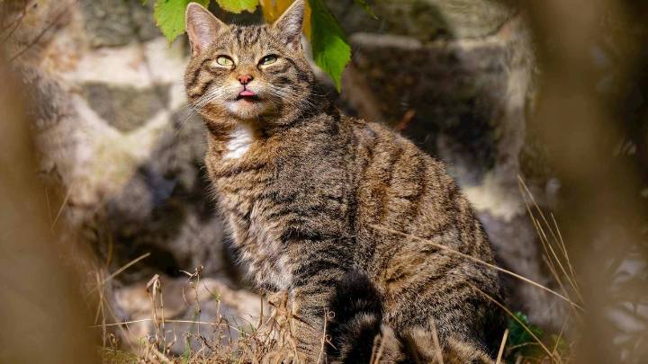País tomó drástica decisión y anunció la erradicación de los gatos salvajes: “Asesinos a sangre fría”