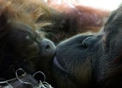 First kiss was 20 million years ago by early primates, scientists say