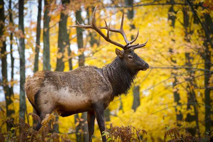 Michigan DNR proposes doubling length of elk hunting seasons
