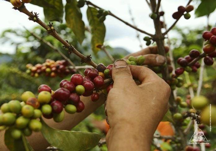 Prevén incremento del 40 % de la producción nacional del café