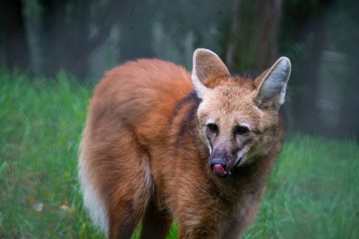 6-year-old maned wolf, Chrys, settles in at Louisville Zoo
