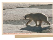 Greetings from the Arctic Circle, where an icebreaker ship drew polar bears' attention