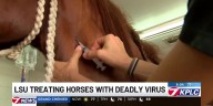 West Cal Arena closes doors to horses after Texas equine herpesvirus outbreak