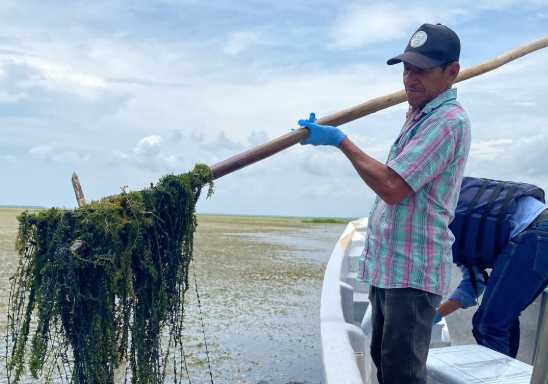 Procuraduría exige coordinación ante emergencia por Hydrilla verticillata