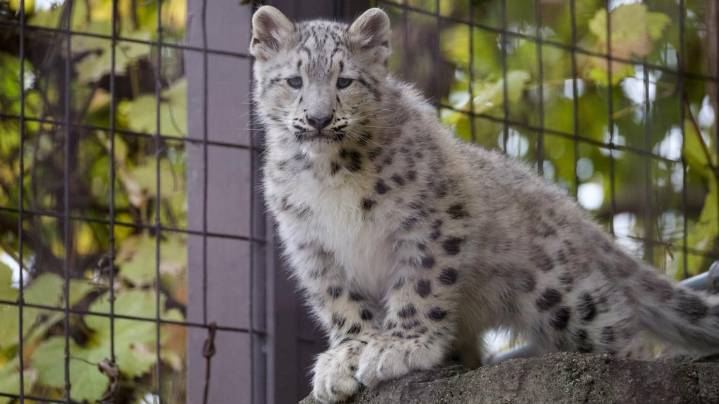 John Ball Zoo's snow leopard cub Juniper available for public viewing