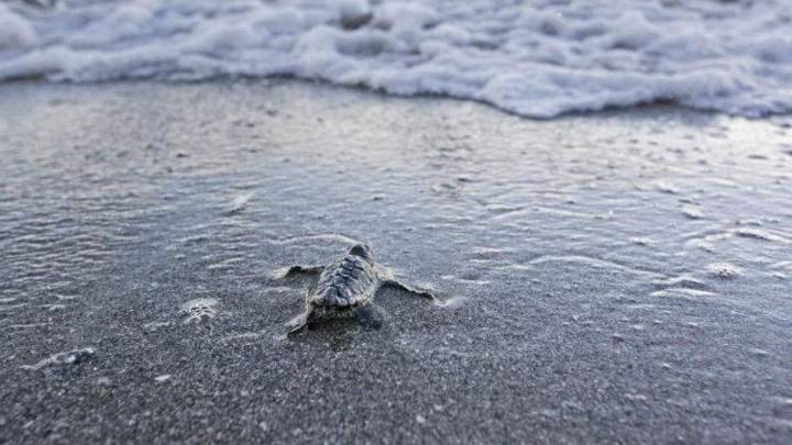 10 ways Floridians can help protect sea turtles and their habitat