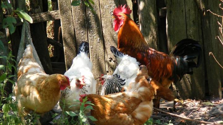 El confinamiento de aves de corral por gripe aviar afectará a 18 municipios de Castilla