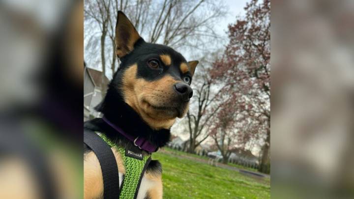 New Jersey Dog Sent Back For 'Aggression', But He's Really A Gentle, Loving Snuggle Bug