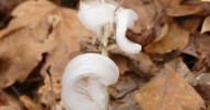 First major cold spell brings magical icy blooms known as frost flowers