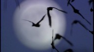 Incidents of rabid bats in LA County continue upward trend