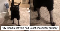 30 Pics Of Cats That Got Funny Haircuts At The Vet For Surgery