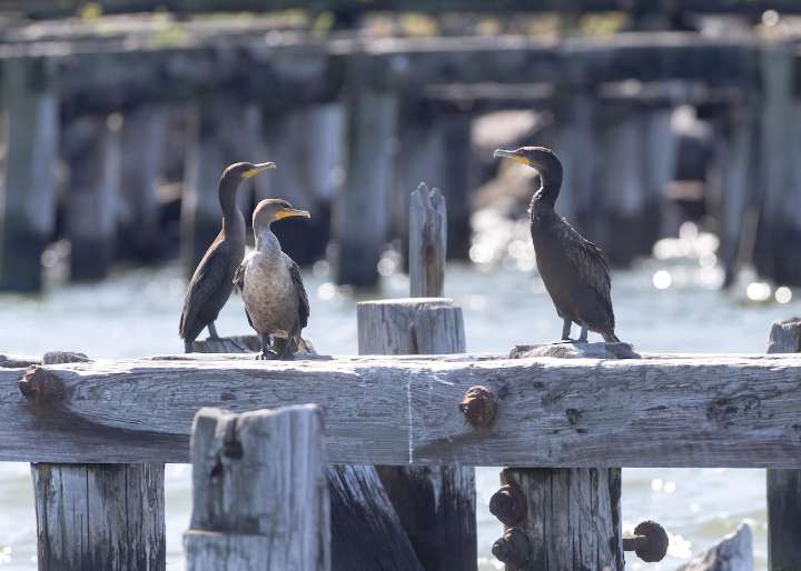 Staten Island environmental group sues NY over NESE pipeline approval