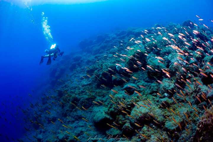 Investigadores de la ULL hallan señales claras de recuperación de peces en La Palma tras la erupción