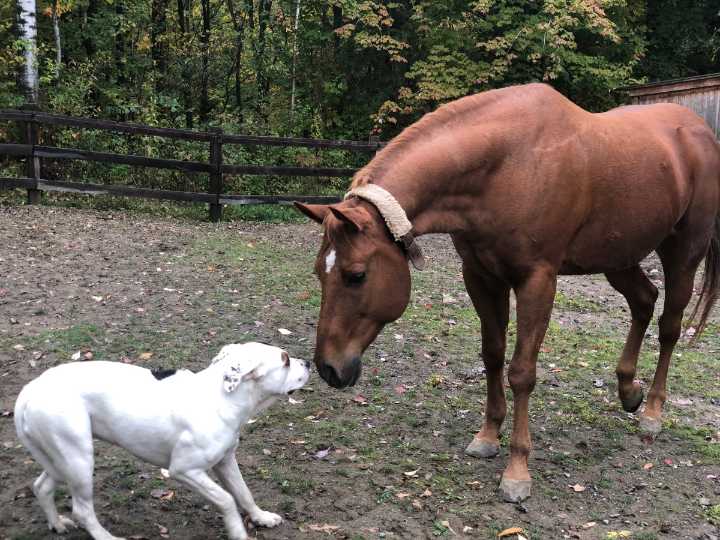 Dog Sneaks Into Horse Field, the ‘Traumatic Event’ That Follows Goes Viral