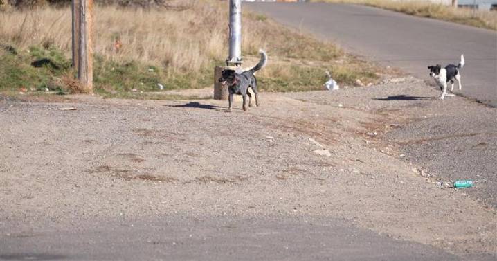 Community on edge after pack of dogs attacks woman in Lame Deer