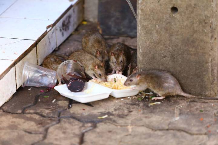 The Rattiest City In America Has Been Revealed, And It’s Surprisingly Not NYC