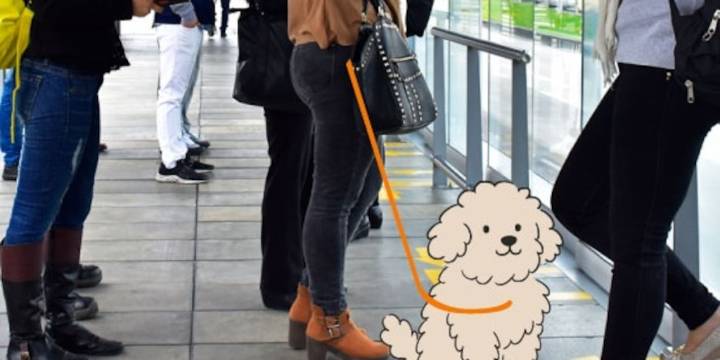 Guía para viajar con animales de compañía en TransMilenio durante la temporada alta de fin de año: evite multas