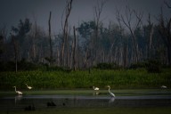 Illinois lawmakers urged to ‘step up’ and ‘fight like hell’ as EPA moves to cut wetlands protections