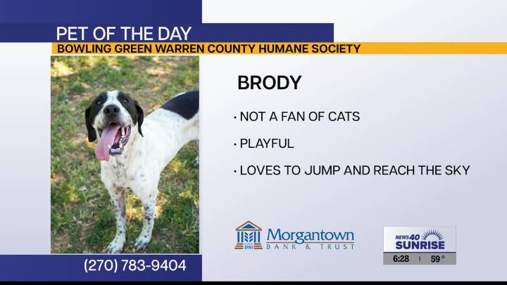 Pet of the Day: Brody