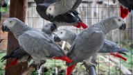 Inside the Black Market Fueling TikTok’s Grey Parrot Craze