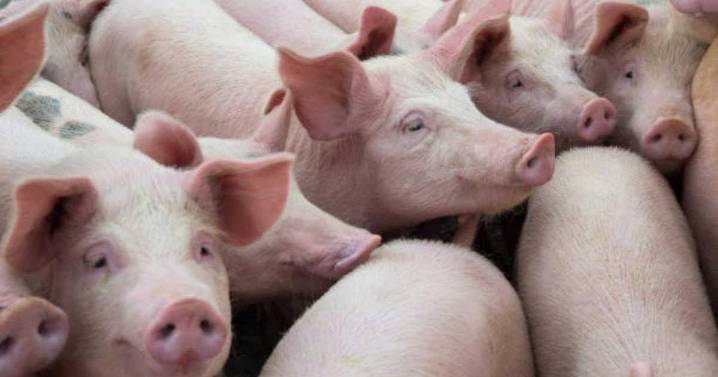 México suspende importación de carne de cerdo de España por peste porcina africana