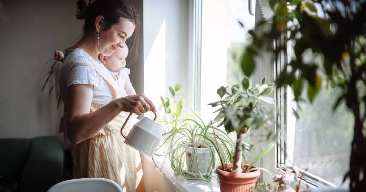 'Best thing you can do' to stop heating killing your houseplants