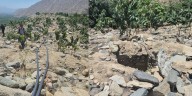 Hallan plantación de mangos y restos cerámicos expuestos en la zona arqueológica Salitre durante inspección que alerta riesgos al patrimonio