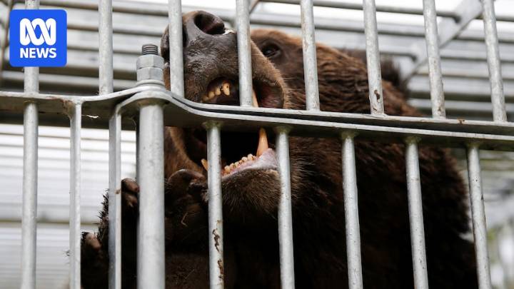 Japan wants to hire more bear hunters after record number of people attacked