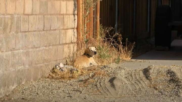 California Residents Notice A Lone Figure In The Desert And Discover A Heartbreaking Truth