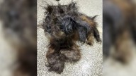 Missouri Rescuers Uncover A Living Mystery Beneath A Pile Of Matted Fur