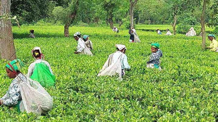 Tea bodies urge centre to fix MSP for green leaves; industry divided over proposal