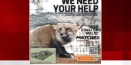 Retired Fort Wayne banker teaming up with Black Pine Animal Sanctuary to rescue foxes