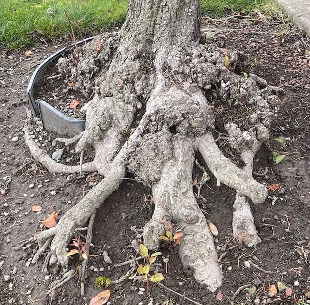 Halloween is past but creepy stuff is still around