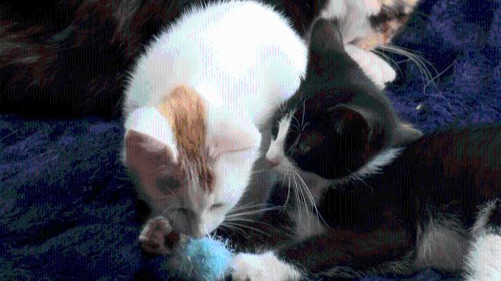 Viral video puts abandoned Wichita cats on path to adoption