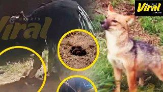 Crueldad animal en Puno: comuneros de Zepita ahogan a cuatro crías de zorro andino y Serfor anuncia sanciones